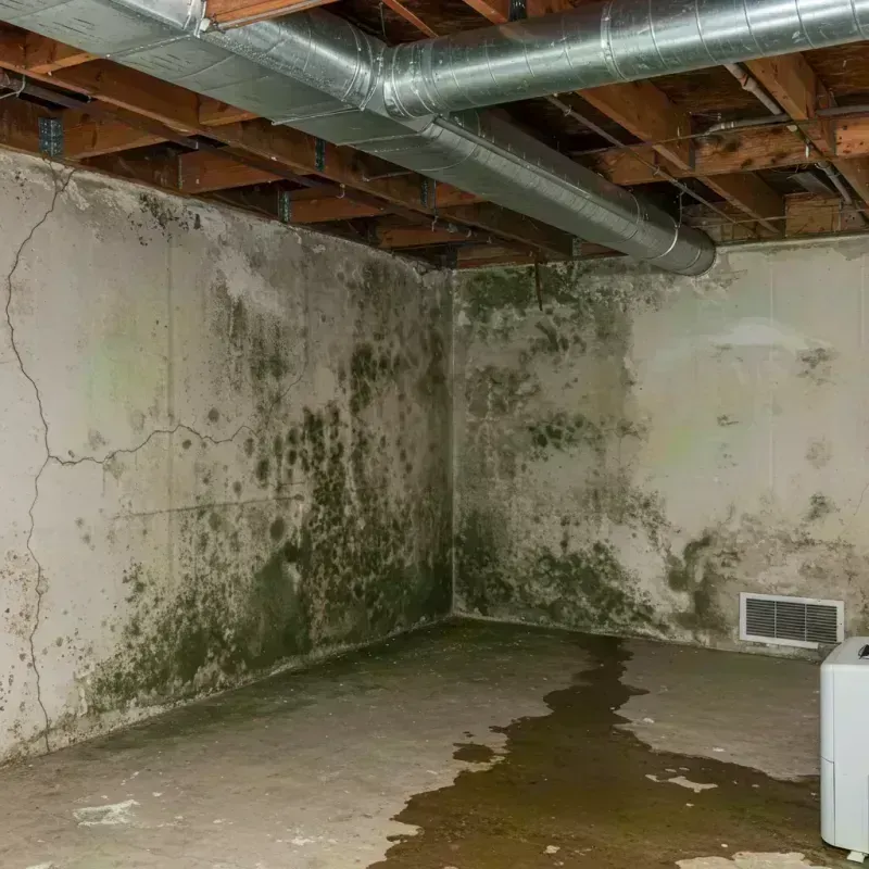 Professional Mold Removal in Lake County, CO